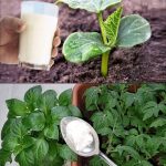10 Clever Ways to Use Baking Soda in Your Garden