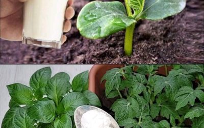 10 Clever Ways to Use Baking Soda in Your Garden