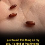 “I Found Strange Reddish-Brown Capsules on My Bed” – The Moment Curiosity Turned Into Fear