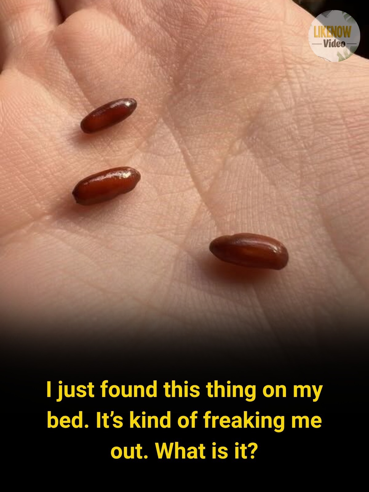 “I Found Strange Reddish-Brown Capsules on My Bed” – The Moment Curiosity Turned Into Fear