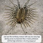 “Just saw this terrifying creature with way too many legs darting across my basement floor. It looks prehistoric and has huge antennae. Is this thing d….