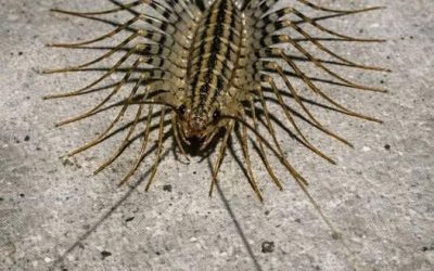 “Just saw this terrifying creature with way too many legs darting across my basement floor. It looks prehistoric and has huge antennae. Is this thing d….