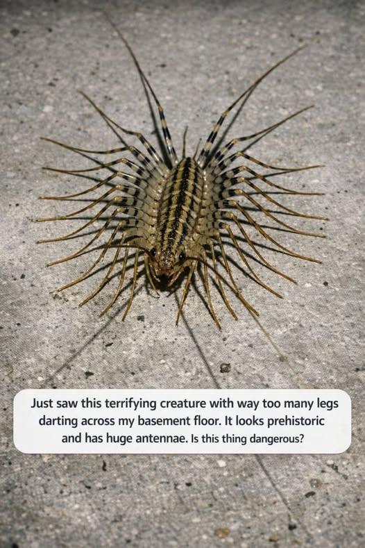 “Just saw this terrifying creature with way too many legs darting across my basement floor. It looks prehistoric and has huge antennae. Is this thing d….