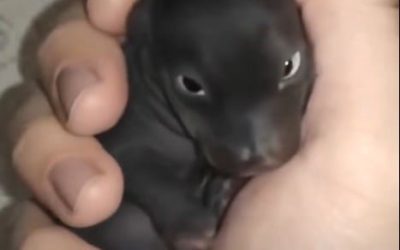 I thought I’d found an abandoned puppy—but it wasn’t a puppy at all. A year later, I was shocked by what it had grown into… Details in the first comment👇