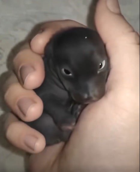 I thought I’d found an abandoned puppy—but it wasn’t a puppy at all. A year later, I was shocked by what it had grown into… Details in the first comment👇