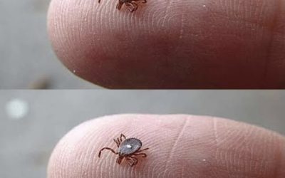 Does anyone know what this is? I found it crawling on my son’s leg after a walk in the woods. It looked like a tick… but that weird white spot really freaked me out. I’m kinda scared. Has anyone seen one like this before? Should I be worried? Check the 1st comment.