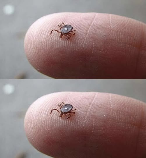 Does anyone know what this is? I found it crawling on my son’s leg after a walk in the woods. It looked like a tick… but that weird white spot really freaked me out. I’m kinda scared. Has anyone seen one like this before? Should I be worried? Check the 1st comment.