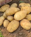 Doctors reveal that eating potatoes causes