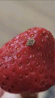 White Worms in Strawberries? What Happens When You Soak Berries in Salt Water (And If They’re Still Safe to Eat)