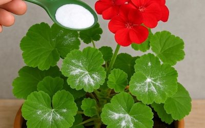 Here’s how to have geraniums full of flowers: you have to water them like this to always have them thriving
