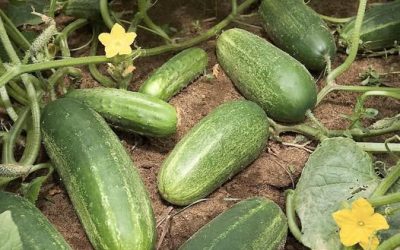 Cucumber Water Benefits and Risks: What Experts Really Say