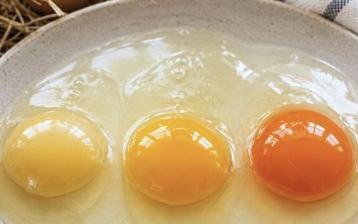 The Egg Yolk That Stopped Me in My Tracks