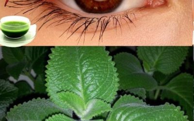 The plant that keeps ophthalmologists away: Millions of people who wore glasses and suffered from cataracts are seeing their vision improve thanks to this natural remedy. Recipe in the first comment. 👇