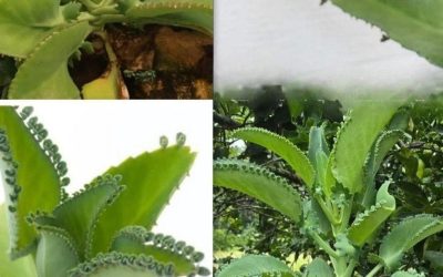 THE PLANT THAT EVERYONE SHOULD HAVE AT HOME BECAUSE IT ELIMINATES INFECTIONS, DIABETES, POOR CIRCULATION, AND CANCER