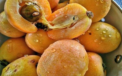 What is a loquat?