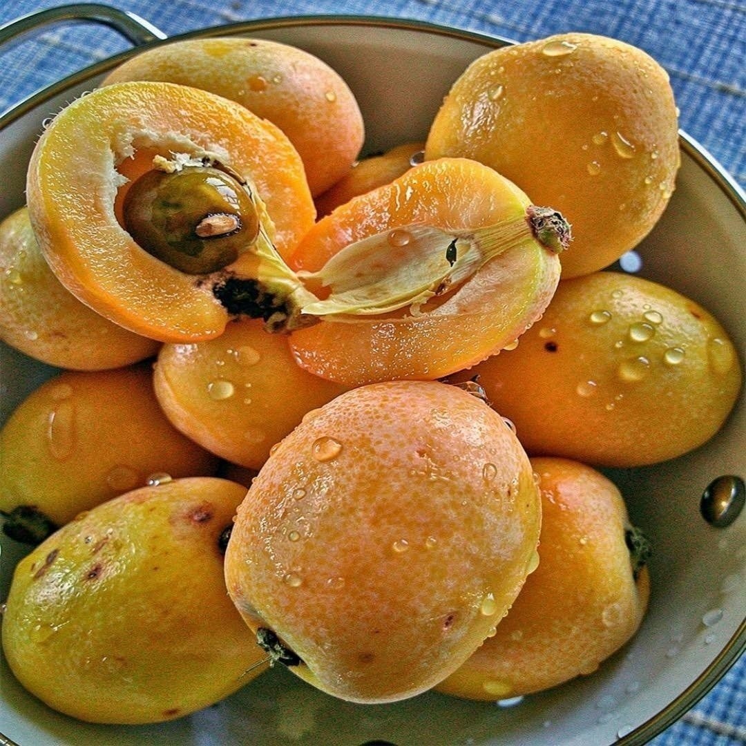 What is a loquat?