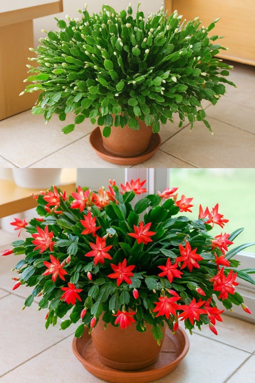 How to Make Your Christmas Cactus Bloom with a Simple Kitchen Remedy