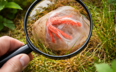 I Smelled Something Strange in My Garden — What I Found Taught Me a Quiet Lesson