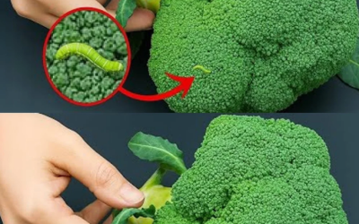 Washing broccoli with just water is wrong: This is the correct way.