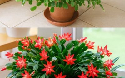 How to Make Your Christmas Cactus Bloom with a Simple Kitchen Ingredient