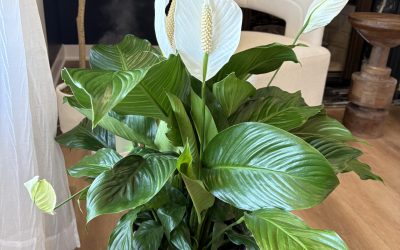 Just one cup makes the peace lily bloom with so many flowers (all year round)