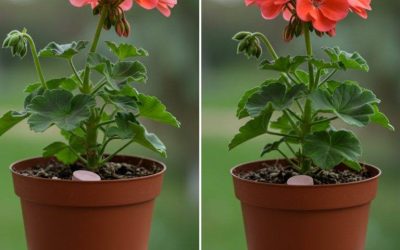 One tablet is enough to make any flower in the house bloom: it instantly comes to life.