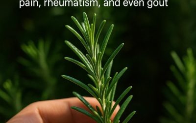 Discover the Power of Rosemary: “Natural Morphine” in Your Own Home