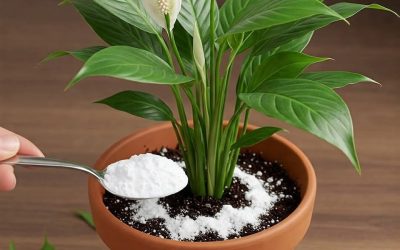 Peace lily, forget about water: water it with this and it will serve you forever