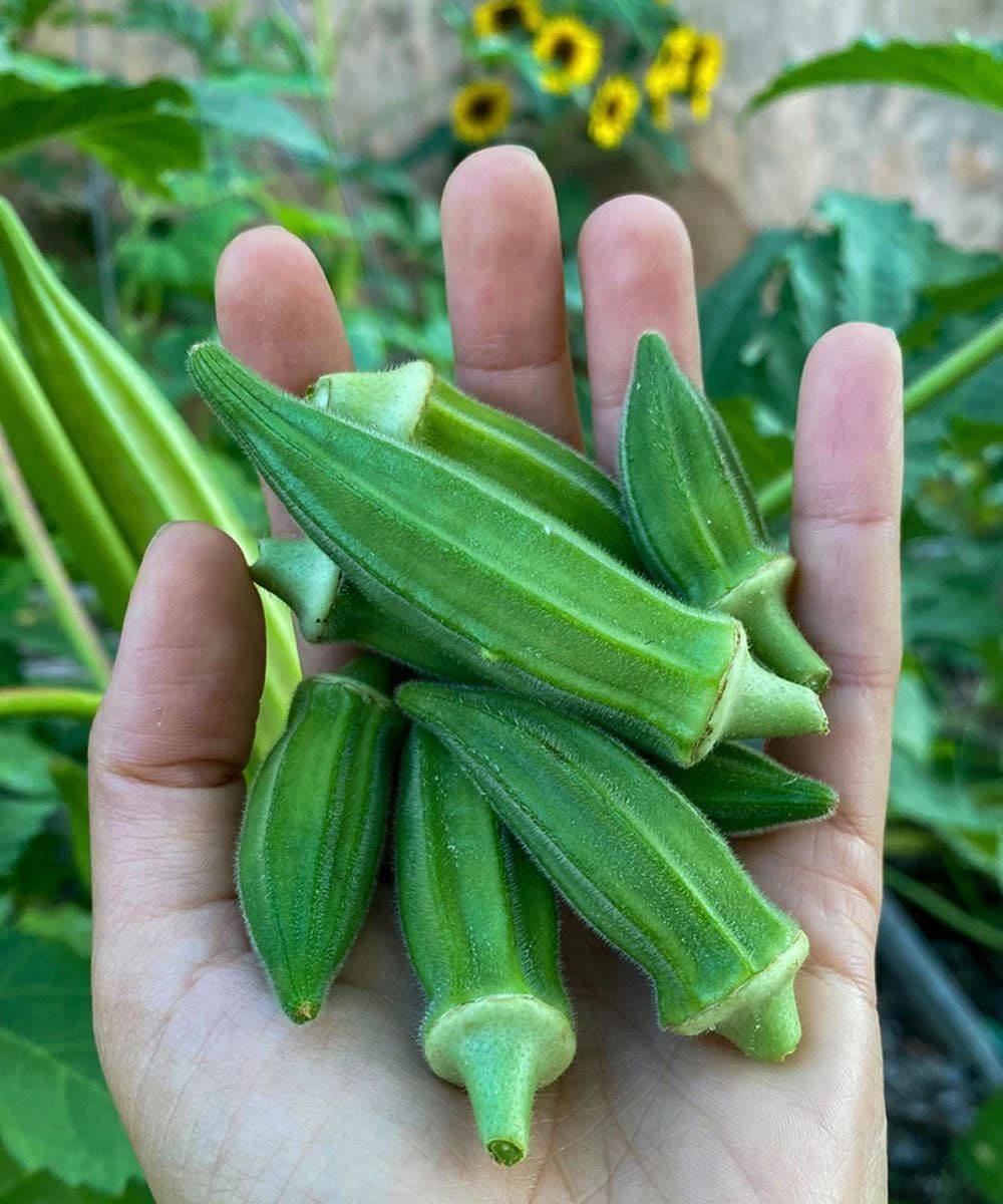 Why Okra May Support Health, According to Experts