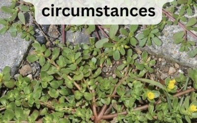 8 Reasons to Leave Purslane Growing — The “Weed” That’s Actually a Superfood!