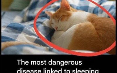 The Most Serious Illness from Sleeping with Cats: Prevention and Tips