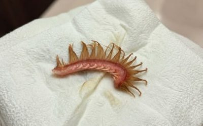 What My Girlfriend Found After Walking the Dog Left Us Completely Confused