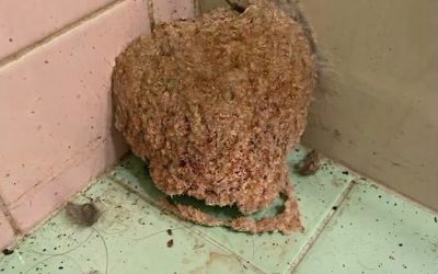We Returned From Vacation and Found Something Strange Waiting in Our Bathroom