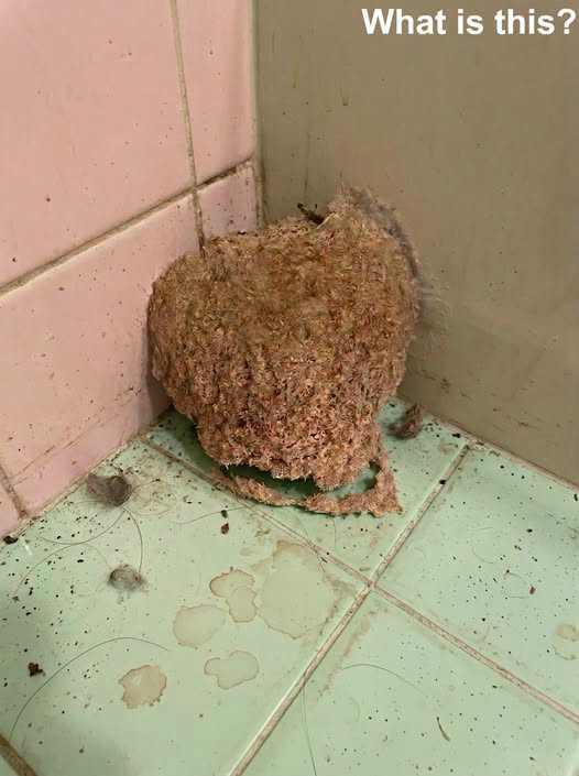 We Returned From Vacation and Found Something Strange Waiting in Our Bathroom