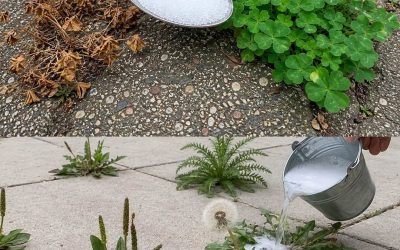 Natural and Powerful Homemade Weed Control