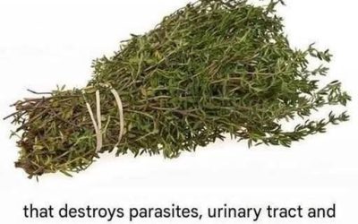 The Quiet Power of this herb: More Than Just a Kitchen Staple