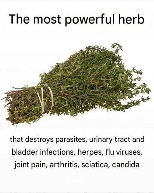 The Quiet Power of this herb: More Than Just a Kitchen Staple